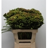 Kaaps Brunia Albiflora Green