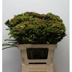 Kaaps Brunia Albiflora Green