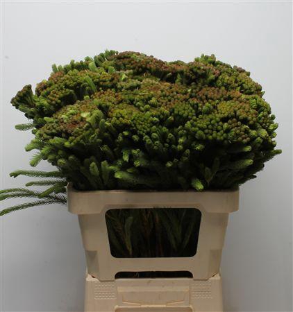 <h4>Kaaps Brunia Albiflora Green</h4>