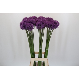 Allium Gladiator