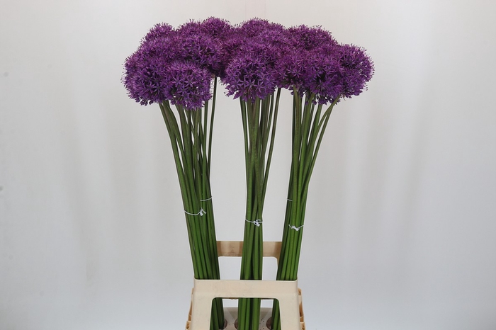 <h4>Allium Gladiator</h4>