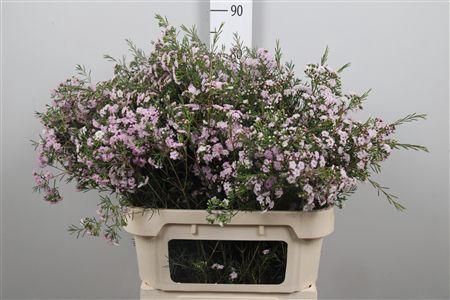 <h4>Chame Un Danc Queen</h4>