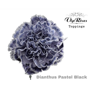 Di St Vip Pastel Black