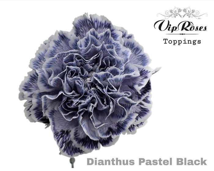 <h4>Di St Vip Pastel Black</h4>
