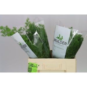 Asparagus Umbellatus X25