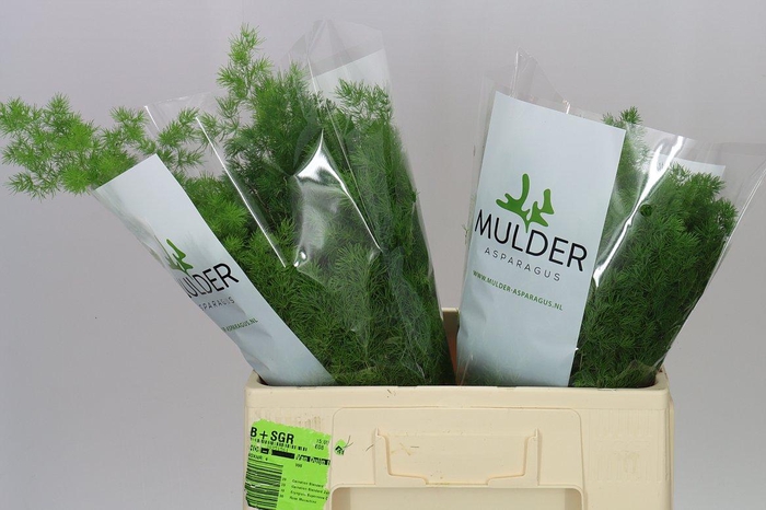 <h4>Asparagus Umbellatus X25</h4>