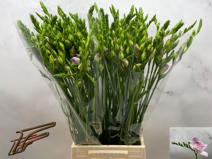 <h4>FR DU ROSARIO</h4>