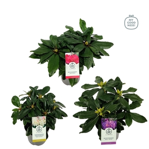 Rhododendron hybr. Mix C1.5 15-20