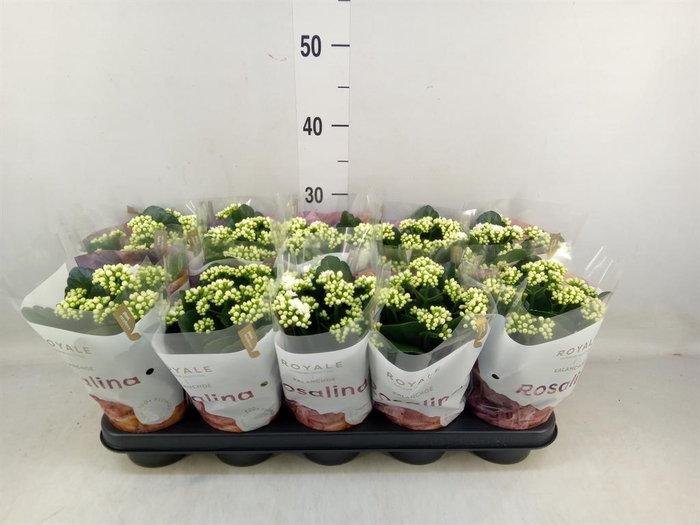 <h4>Kalanchoe blos. 'RosDon Dione'</h4>