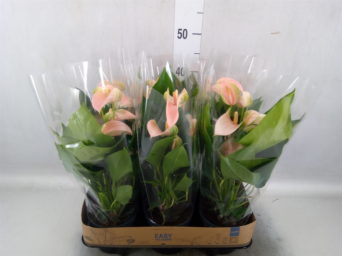 <h4>Anthurium andr. 'Joli Peach'</h4>