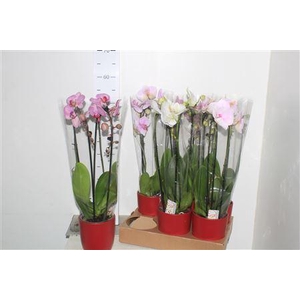 ** Phal El Cascade 2 Branches 14+ In Rood Kerami *
