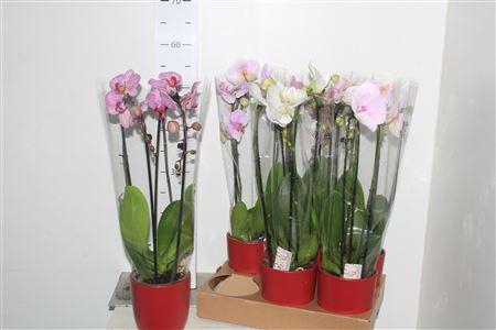 <h4>Phal El Cascade 2 Branches 14+ In Rood Kerami *</h4>