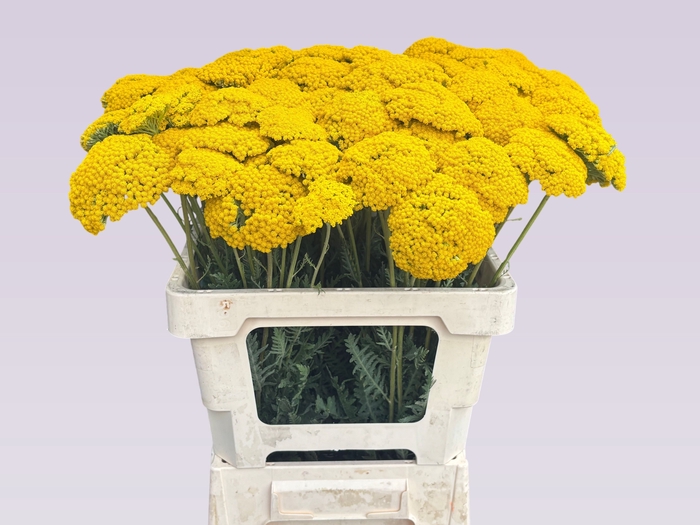 <h4>ACHIL F PARK VARIETY</h4>