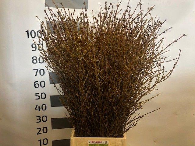 <h4>FORSY I SPECTABILIS</h4>