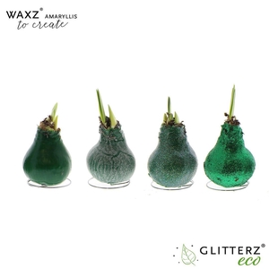 Amaryllis Waxz® to Create Dark Green