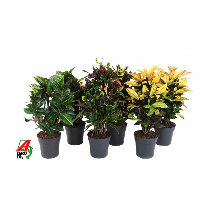 <h4>Mix Codiaeum p24</h4>