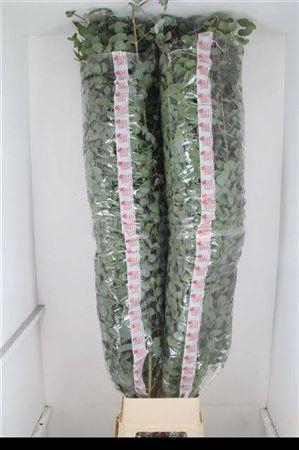 <h4>Euc Cinerea Per Stem Extra</h4>