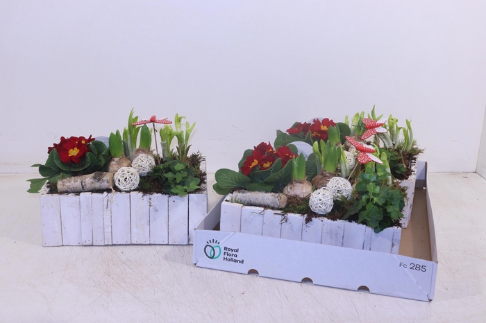 <h4>ARR TUINPLANTEN</h4>