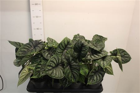 <h4>Aloc Dragon Scale</h4>