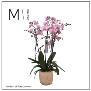 Mimesis Phal. Marvellous Pink Special - 50+ flowers 17cm in Cille Old Pink Ceramic