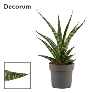 Sansevieria Tiger crown 12 cm (Decorum)