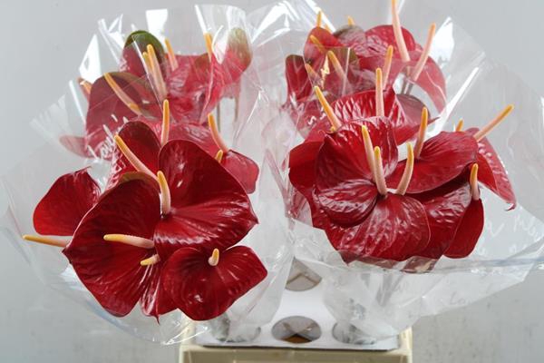 <h4>Anth A Red Love X40</h4>