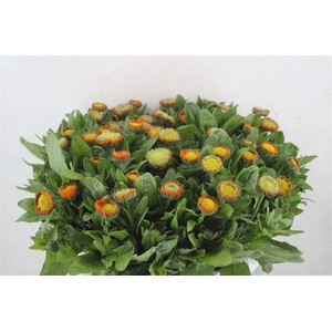 Calendula Orange Extra P Stem
