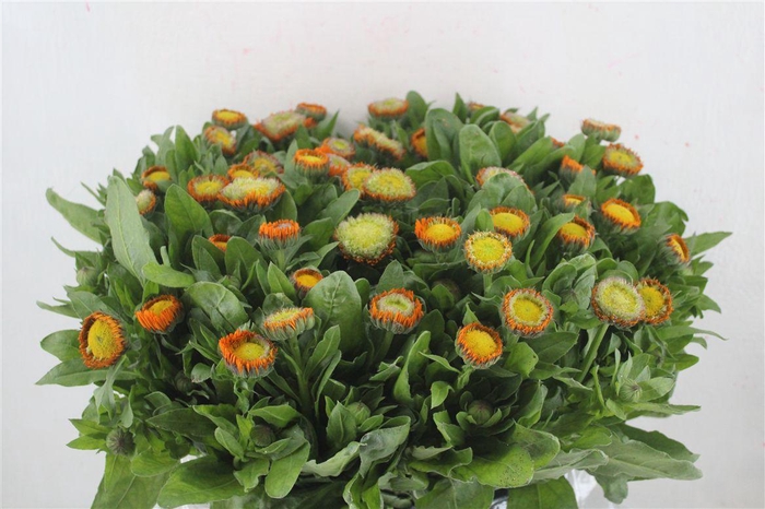 <h4>Calendula Orange Extra P Stem</h4>