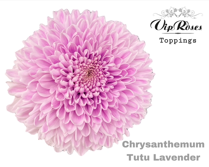 CHR G TUTU LAVENDEL