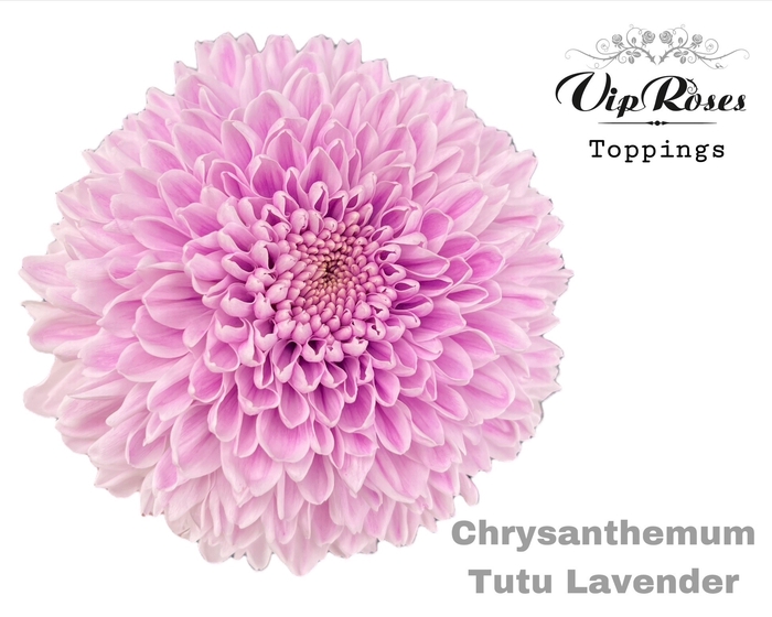 <h4>Chr G Tutu Lavendel</h4>