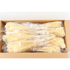 DF Broom Bloom Bleached 100g