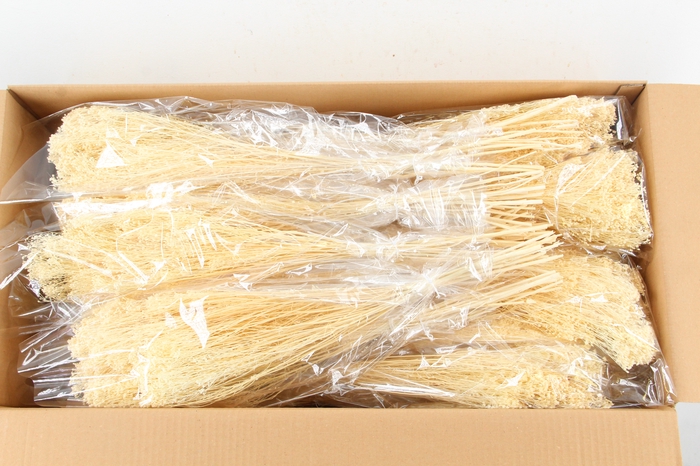 <h4>DF Broom Bloom Bleached 100g</h4>