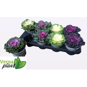BRASSICA (SIERKOOL)