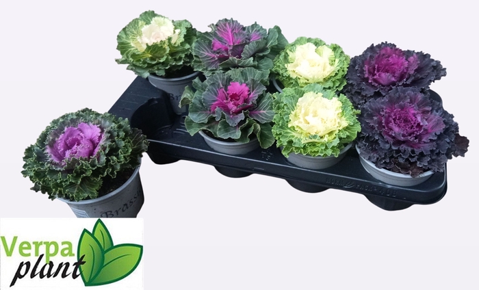 <h4>BRASSICA (SIERKOOL)</h4>