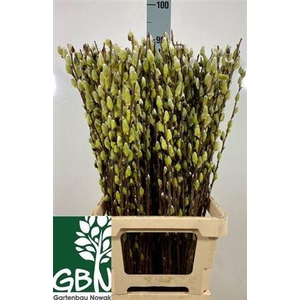 T Salix Wilgenkatjes 80cm