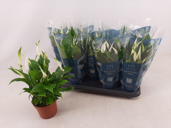 <h4>SPATH BELLINI</h4>