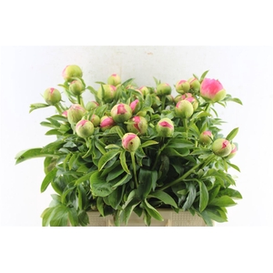 Paeonia L Coral Sunset