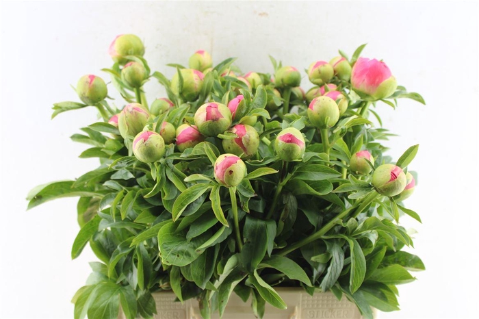 <h4>Paeonia L Coral Sunset</h4>