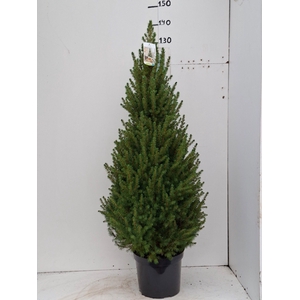 PICEA GL CONICA