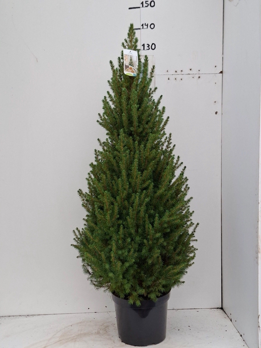 <h4>PICEA GL CONICA</h4>