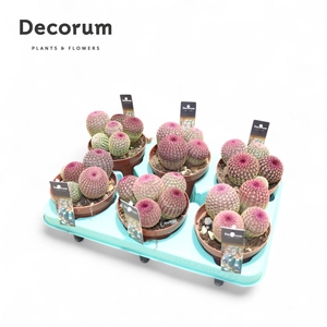Echinocereus Rubrispinus (Decorum)