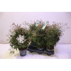 arr8 Jasm Polyanthum Wit