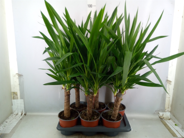 <h4>Yucca elephantipes   ...</h4>