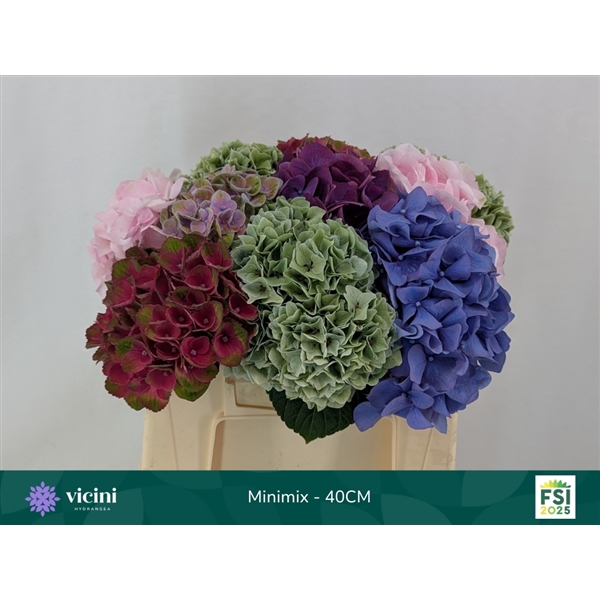 <h4>Hydr Mini Mix 40 cm Vicini</h4>