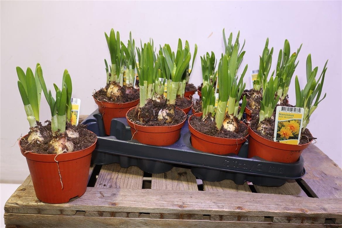 <h4>Narc O Tete De Luxe</h4>