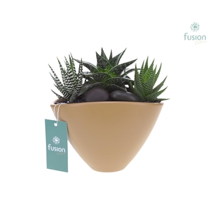 Pot keramiek Ovaal Medium beige met Succulenten