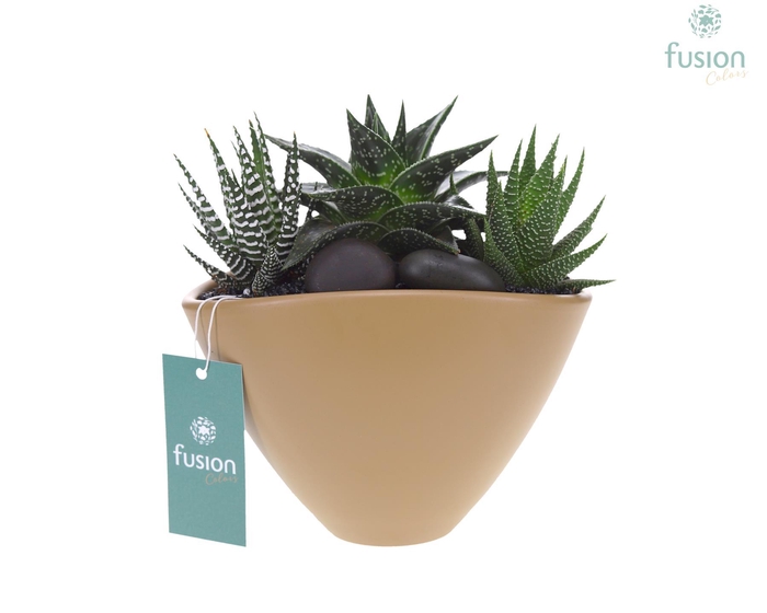 <h4>Pot keramiek Ovaal Medium beige met Succulenten</h4>