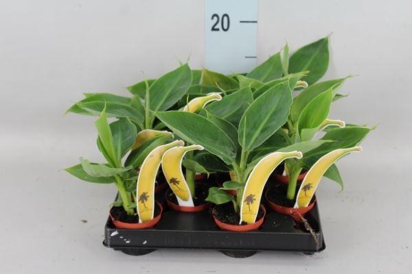 <h4>Musa  'Cheeka'</h4>