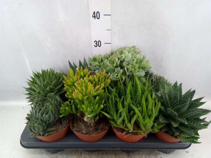 <h4>Succulents   ...mix 6</h4>