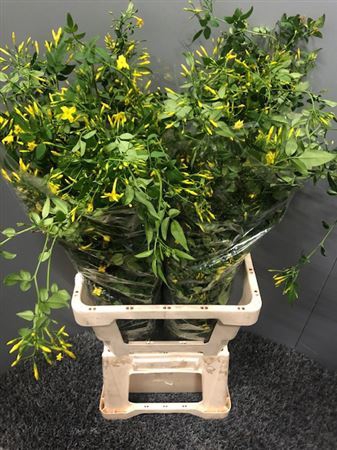 <h4>Jasminum Polyanthum Yellow</h4>